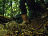 An Ammonite Fossil on a Forest Path Attests to Cubas Submarine Past