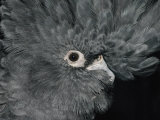 The Ruffled Feathers on the Head of a Red-Tailed Black Cockatoo