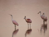 Roseate Spoonbills Stand in Shallow Water  Reflecting the Pink Sunset