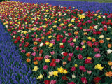 A Row of Red and Yellow Tulips Flanked by Rows of Blue Flowers
