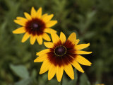 Close-up of Two Yellow and Red Flowers