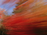 A Panned View of a Deciduous Forest in Fall Colors
