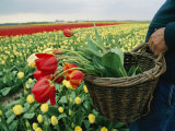 Yellow Tulip Field