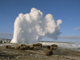A Group of American Bison Rest Near the Old Faithful Geyser