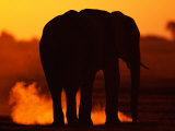 African Elephant Silhouetted at Twilight