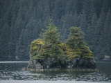 A Bald Eagle Perches Atop a Pine Tree on a Tiny Island