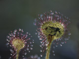 A Dead Mosquito Rests on an Insectivorous Round-Leaved Sundew