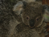 A Juvenile Koala Clings to its Mother in Eastern Australia