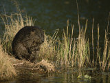 A Wet Beaver Sitting in a Clump of Grasses at the Waters Edge