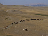 Cattle Drive in Montana