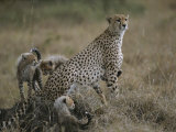A Mother Cheetah Keeps Watch as Her Cubs Frolic Around Her