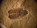 Fossil Beetle Found at Sihetun  China