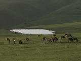 Grazing Cattle Near a Small Pond