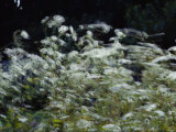 A View of Daisies Blurred in Movement