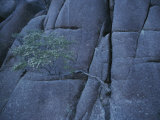 A Small Tree Clings to a Rock Face in the Park