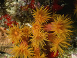 Close View of Orange Cup Coral