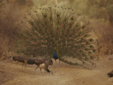 A Peacock Displays to a Group of Peahens