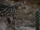 Close View of a Captive Ocelot in the San Pedro Valley