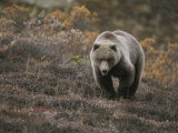 A Grizzly Walks Toward the Camera with a Serious and Threatening Look