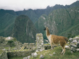 Llama Stands Near the Ruins