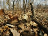 An Escaped Gerbil Peers over Autumn Leaves