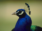 The Head of a Beautiful Blue Peacock  Pavo Sp