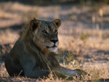 Sub-Adult Male African Lion