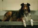 A Shetland Sheepdog on the Back Step of a Home in Lincoln  Nebraska