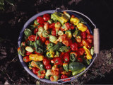 A Pail Full of Colorful Peppers