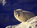 Arctic Fox  Winter Pelage  Alopex Lagopus