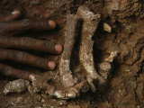 Close View of an Exposed Piece of Fossilized Bone