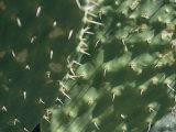 Close-up of a Prickly Pear Cactus in the Desert Sun