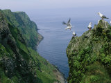 Red-Legged Kittiwakes on a Crowded Coastal Rookery