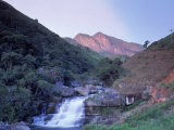 Serra Do Frade Rain Forest  Atlantic Wood  Brazil