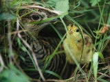 An Attwaters Prairie Chicken and Her Chick