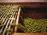 Olives Harvested and Readied for Transport to Palermo and Naples