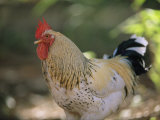 Close View of a Rooster