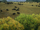 American Bison Graze on Gentle Hills Near Trees Displaying Autumn Foliage
