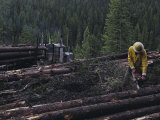 Logging Near Salmon  Idaho