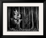 Aspens  Northern New Mexico  1958