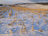 Corn Stubble in a Wintery Pennsylvania Landscape