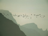 Least Auklets Fly Past the Cliffs of St George Island at Dusk