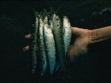 Hand Holding Sardines