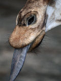 A Giraffe Sticks its Tongue out for the Camera