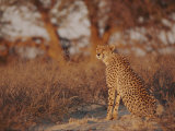 Cheetah