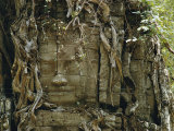 Temple Ruins Covered with Tree Roots