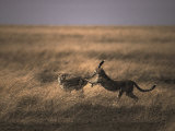 A Pair of Cheetahs Play with One Another