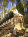 A Tree Knawed on by a Beaver