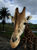 A Giraffe Posing for its Portrait at the San Diego Wild Animal Park