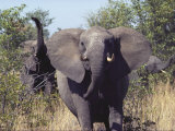 African Elephants Charging Towards the Photographer